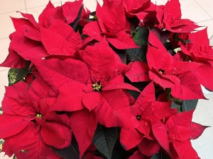A cheerful pointsettia plant.