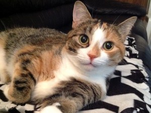 A cute photo of a tortoiseshell coloured cat that soon became my roommate.