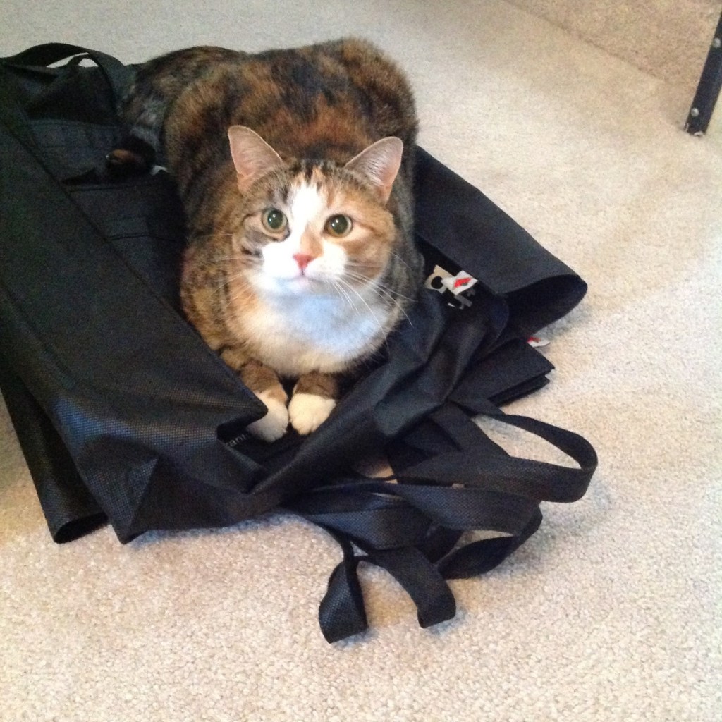 Ivy the cat sitting on my shopping bags just before I do groceries