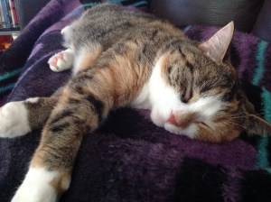 Ivy the cat on a purple and black blanket, in a state of complete relaxation