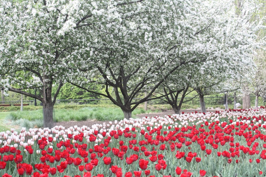 A beautiful scene from Major's Hill Park in Ottawa with trees in bloom behind a vast bed of tulips
