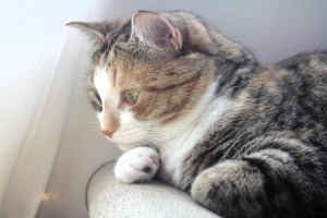 A photo of Ivy the cat looking pensive as she looks out the window.