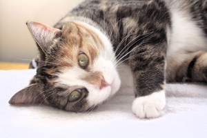 Ivy the cat posing for the camera like a model. 