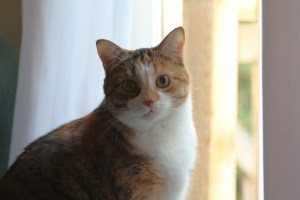 Ivy the cat posing by the bright window