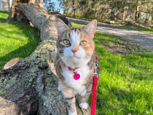 Ivy the cat performing her balance beam routine on a fallen tree