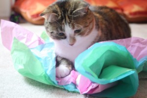 Cat and Tissue Paper
