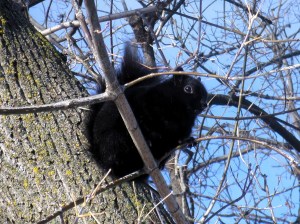 A squirrel in a tree over the winter months (photo by author)