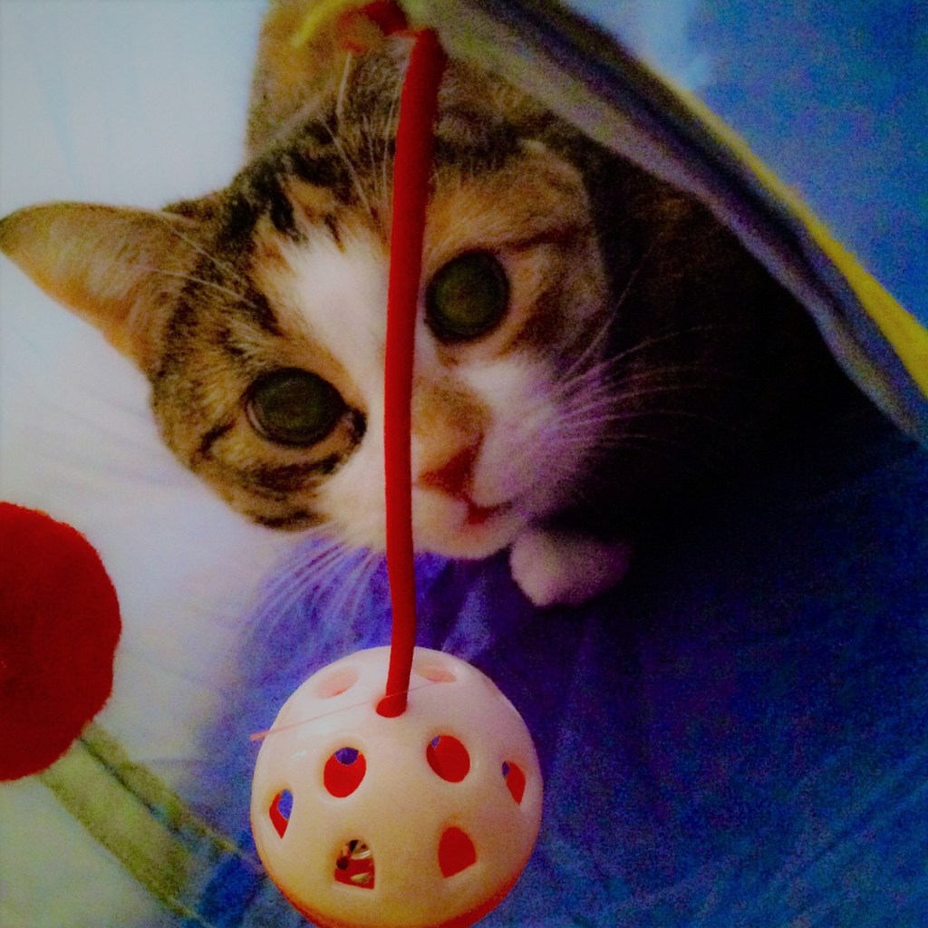 Ivy the cat looking up from her tunnel