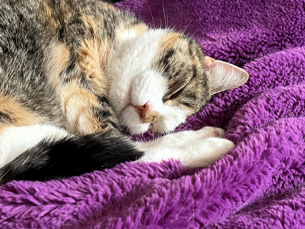 A cute tortoiseshell cat sleeping peacefully.