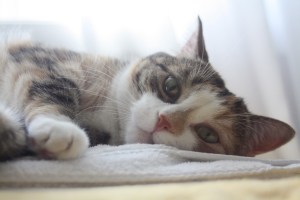 Ivy the cat, looking pretty relaxed before nap time.