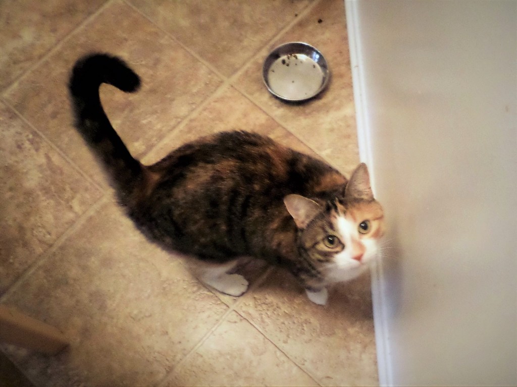 Ivy the cat looking up from her empty food bowl