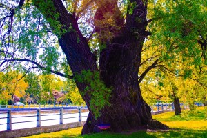 A fall scene of a majestic tree by the Rideau Canal in Ottawa