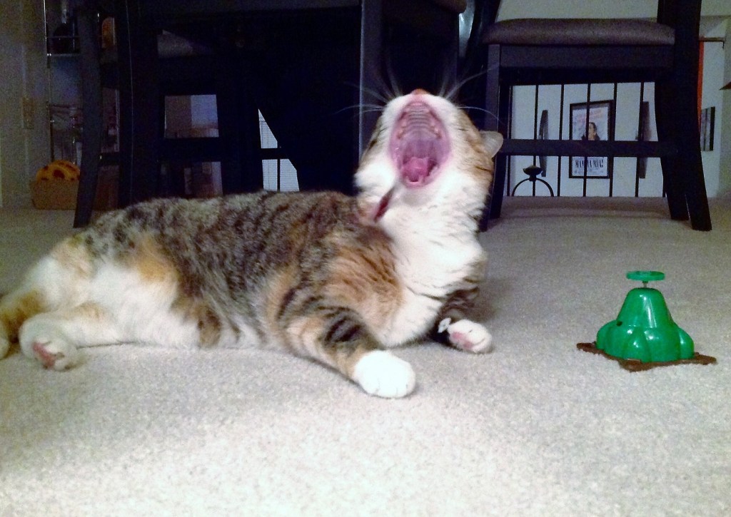 Ivy the cat yawning with her mouth wide open