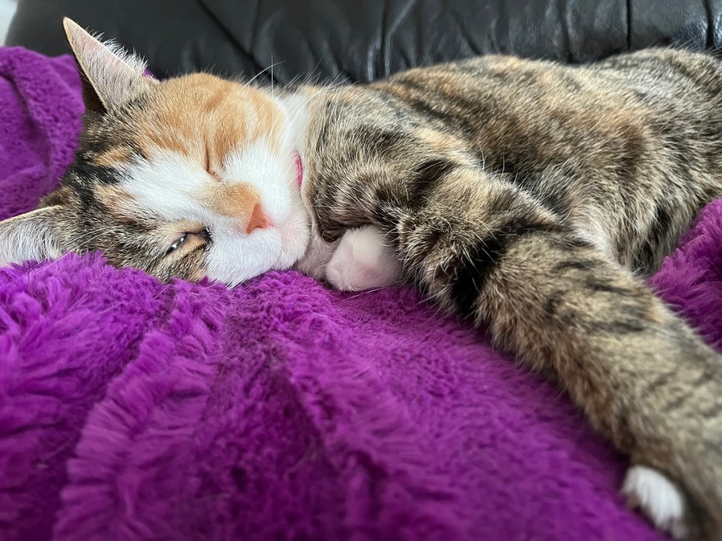 Ivy the cat sleeping with one eye slightly open, looking like she is winking