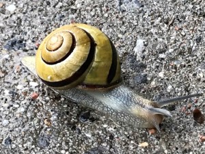 A snail on the sidewalk