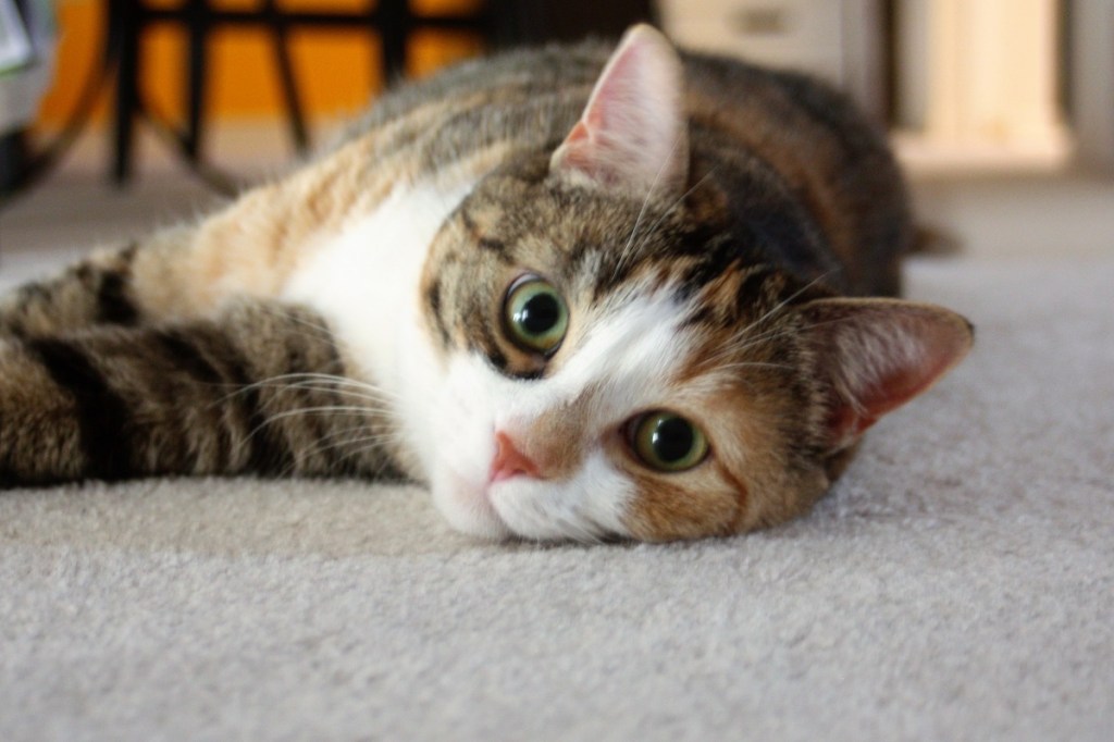 Ivy the cat relaxing on a carpeted floor