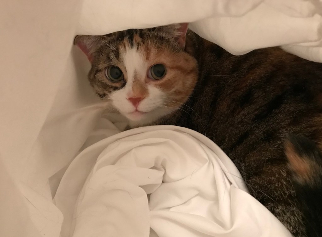 A picture of a cat in a pile of bedsheets and pillowcases.