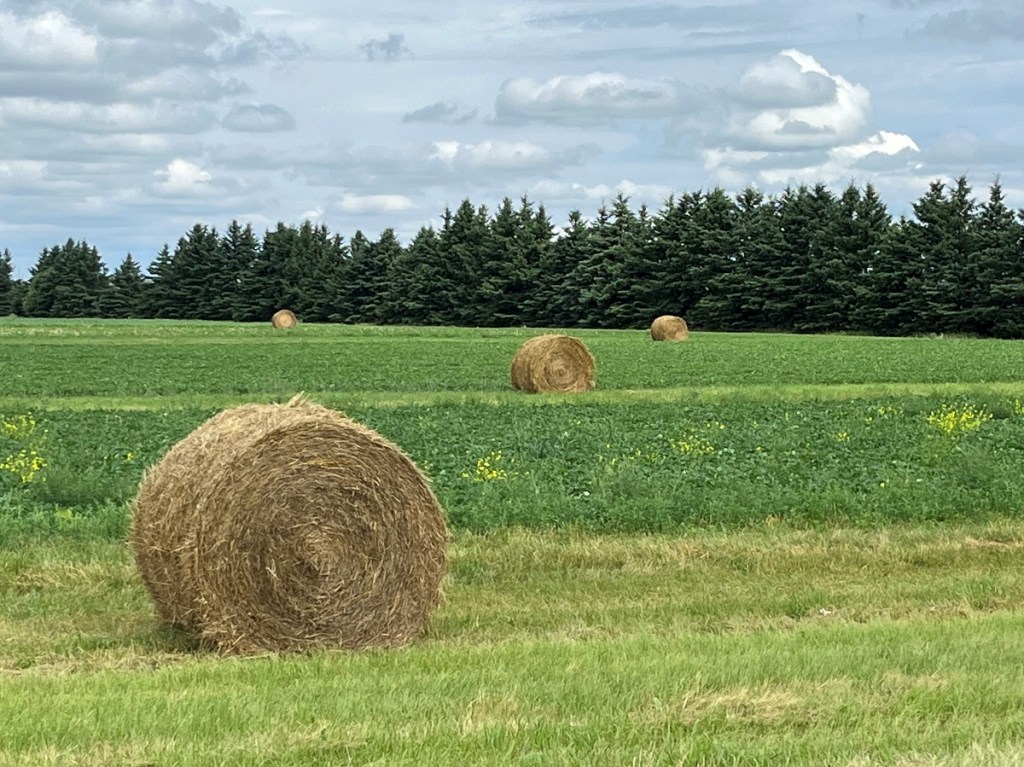 Bales of hay under a blue sky