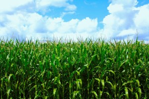 A cornfield on a perfect sunny day, against a background of blue skies and puffy clouds.