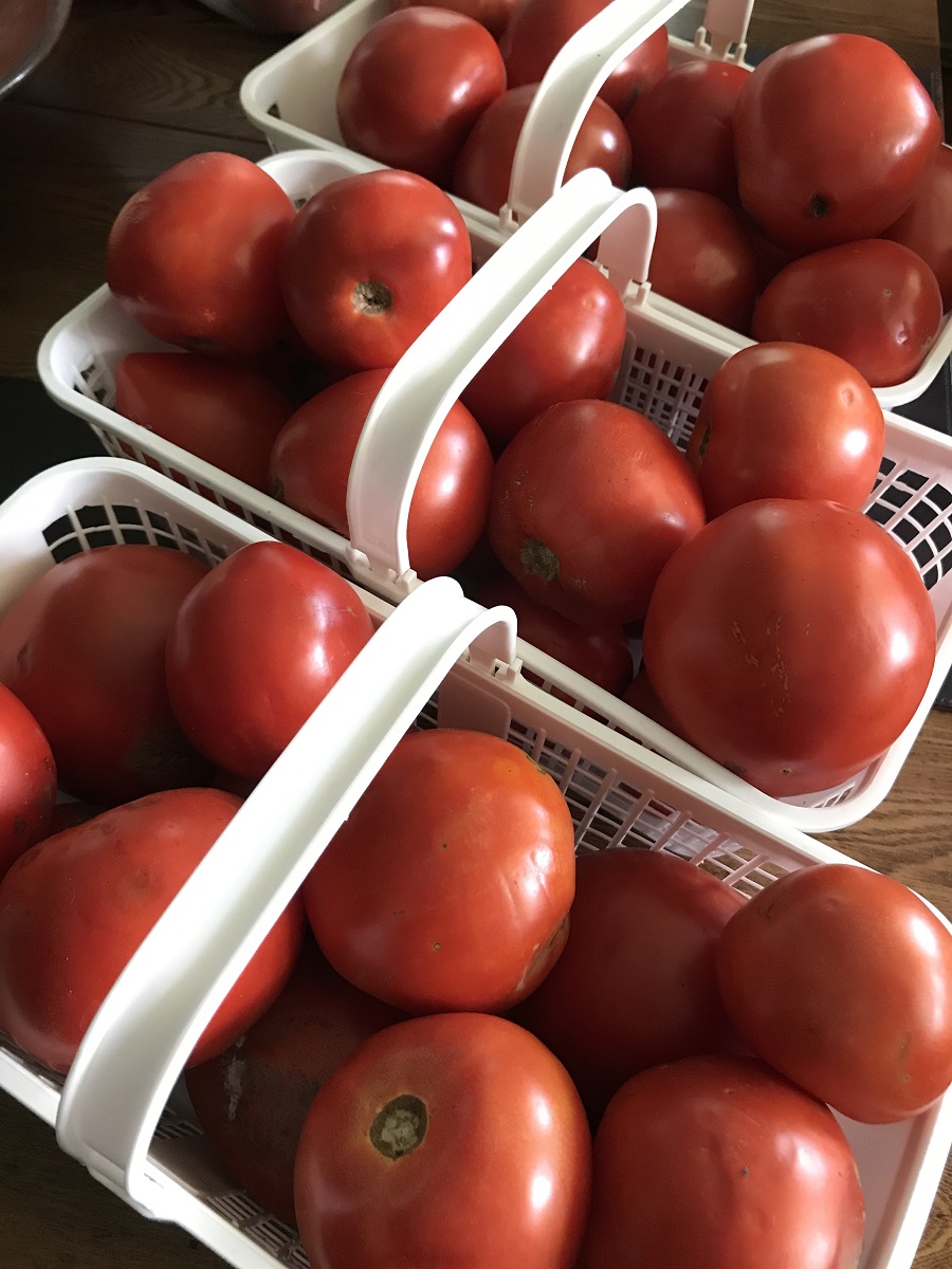 Baskets of locally grown tomatoes