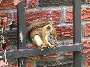 A chipmunk sitting on a trellis, enjoying a walnut.