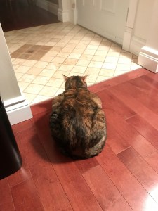 Ivy the cat sitting on the floor, facing away from the camera