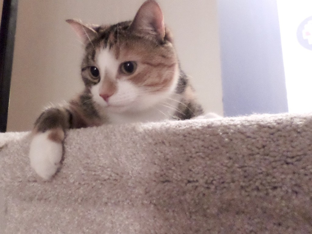 A cat modeling carpeting