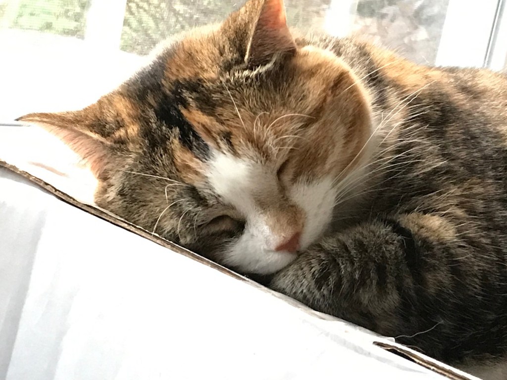 A cute cat in the middle of a nap