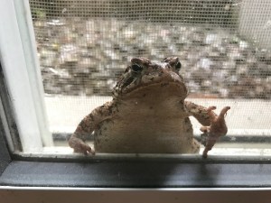 A toad having a look in our basement window