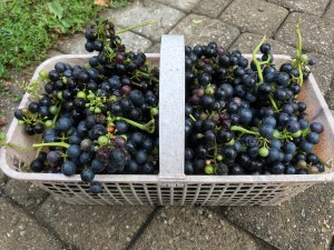 a basket of freshly harvested grapes