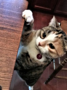 Cat begging at the table