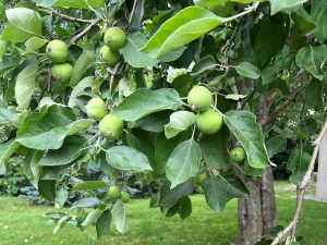 A close-up shot of young apples growing on a prolific apple tree