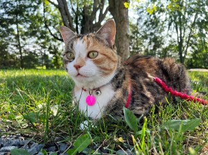 Ivy the cat, sitting in the grass during a leash walk