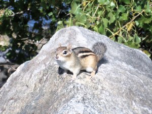 A photo of a chipmunk standing still long enough to have their picture taken