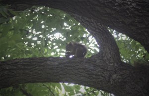 A silhouette of a chipmunk eating a walnut