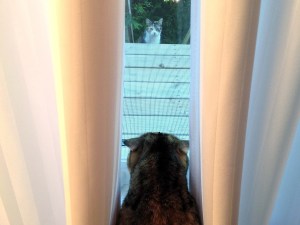 Two cats saying hello through a window
