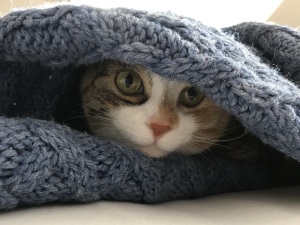 Ivy the Cat having a peek-a-boo moment under a blue knitted blanket.
