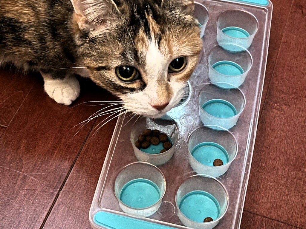 A cat eating kibble from an ice cube tray... for the fun of it.