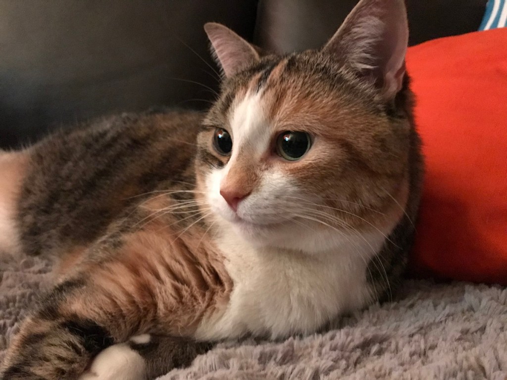 A cute tortoise shell cat lounging on a grey blanket with an orange pillow behind her.