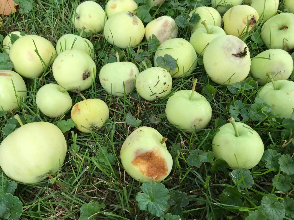 Fallen apples
