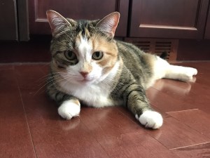 Ivy the Cat, modeling our kitchen floor.