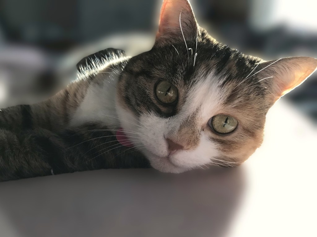 A close-up photo of a cute cat, on her side, looking up at the camera.