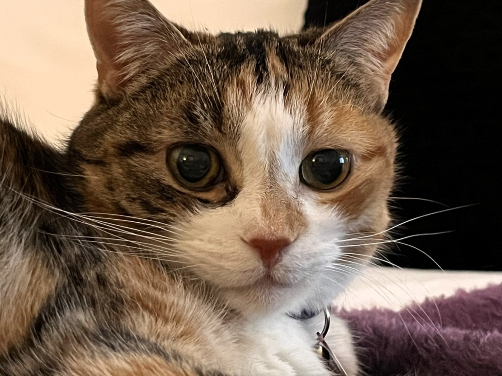 The Never-Ending Job of Baby Proofing the House… For a&nbsp;Cat