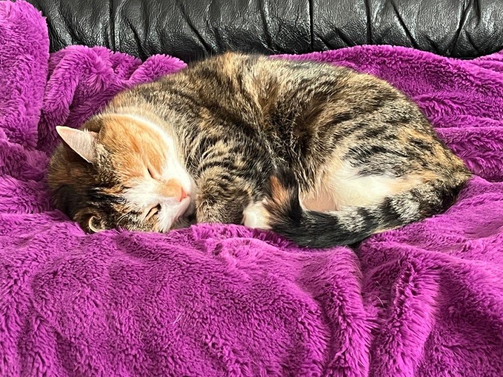 A photo of Ivy the cat taking a nap on her favourite blanket on the sofa.